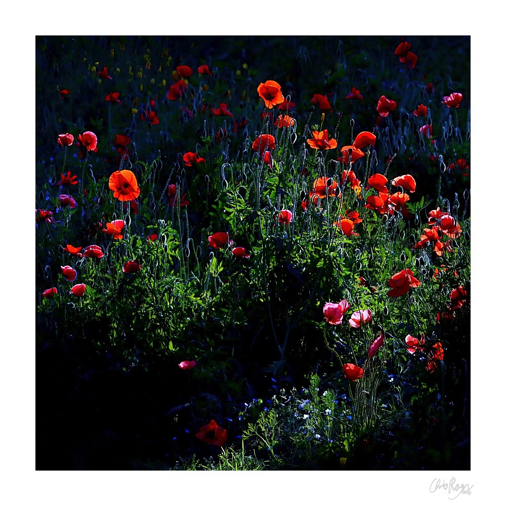 Bouquet of the Forest: Poppy Dark Floral Art Print