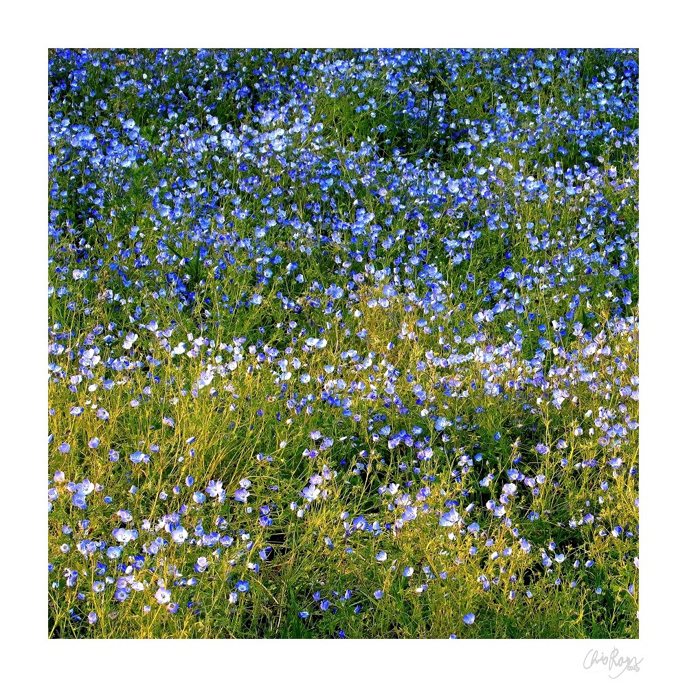 Forget Me Not: Blue Green Wildflower Art Print