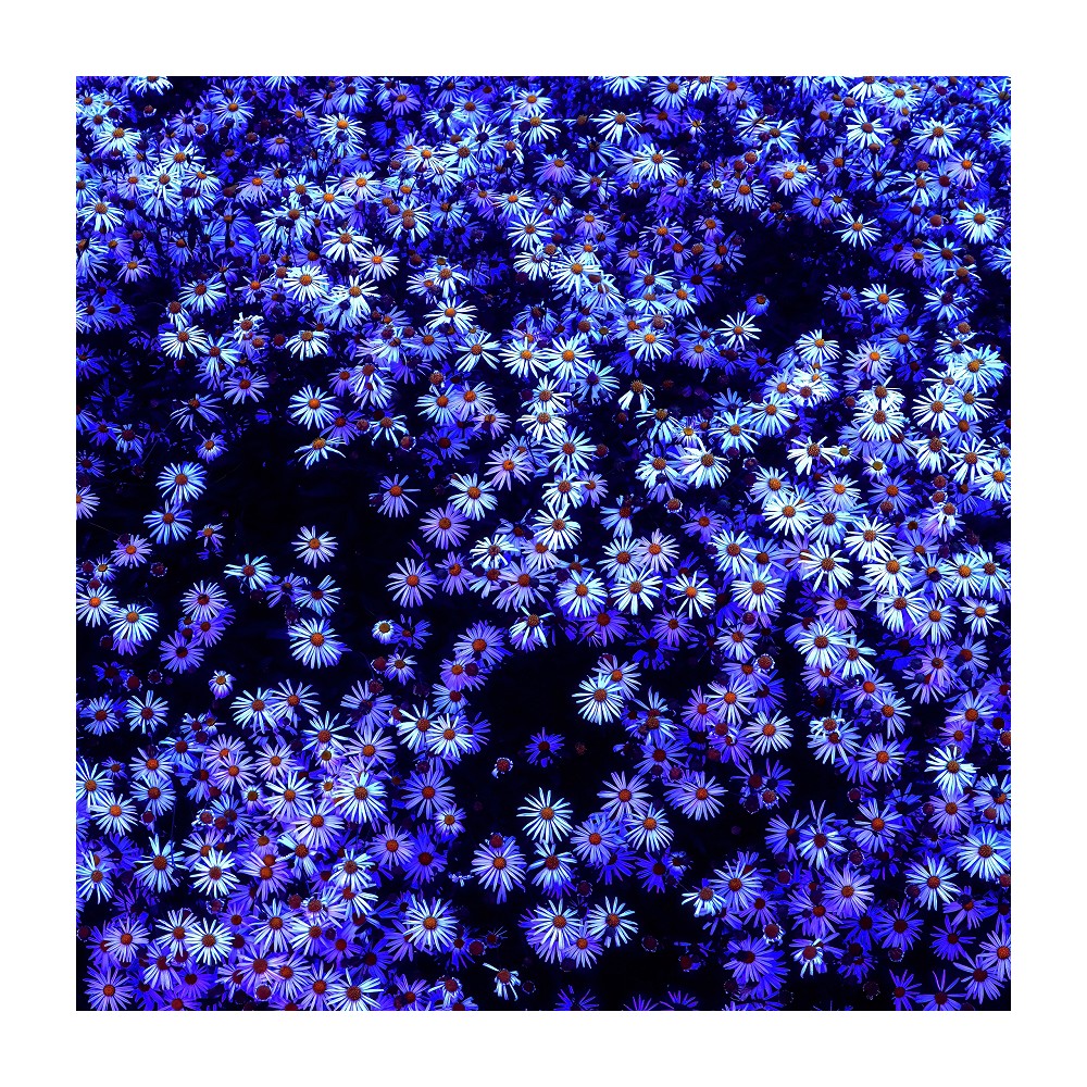 Goodnight Daisy: Twilight Michaelmas Daisy Art Print