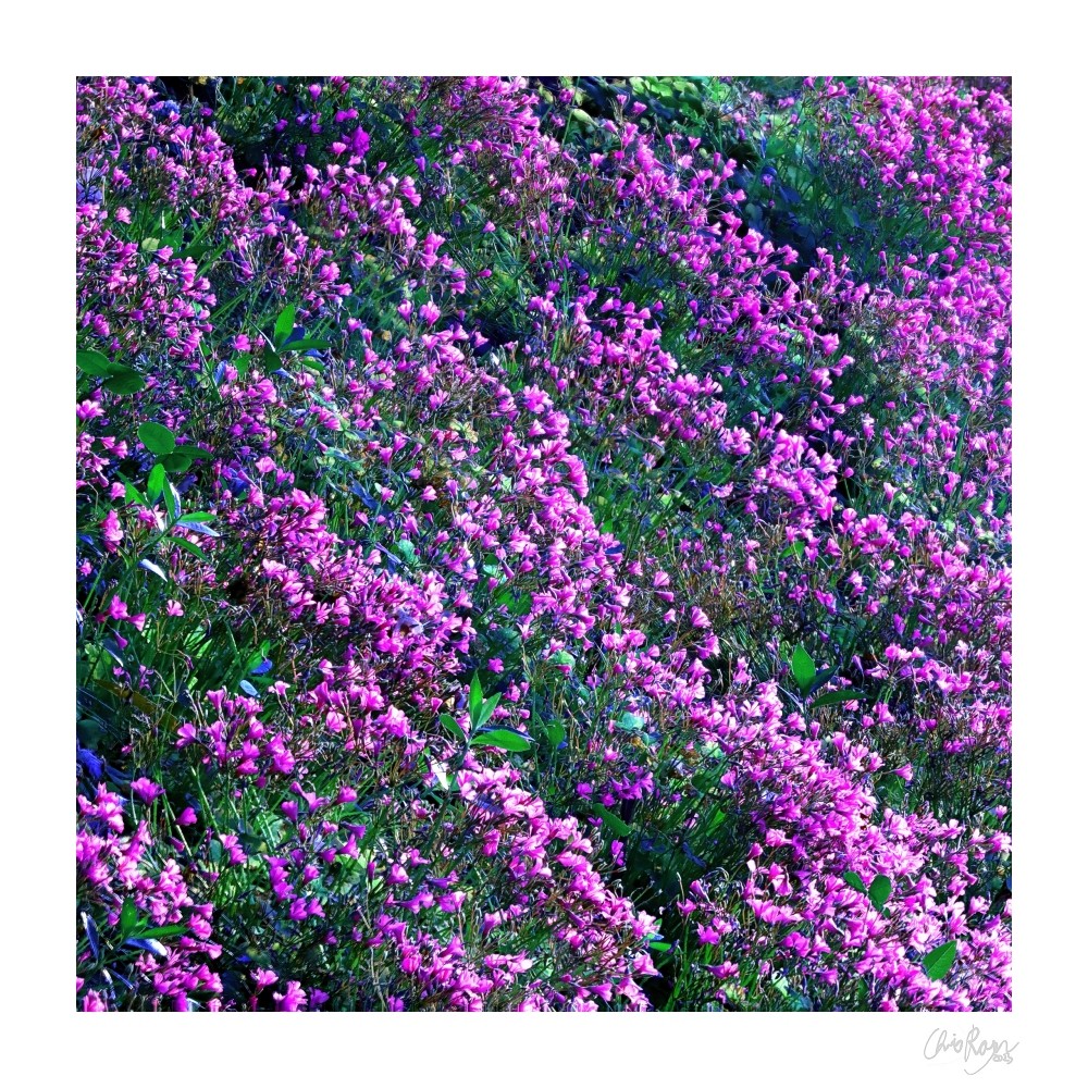 Waves of Pink: Green & Purple Woodsorrel Art Print