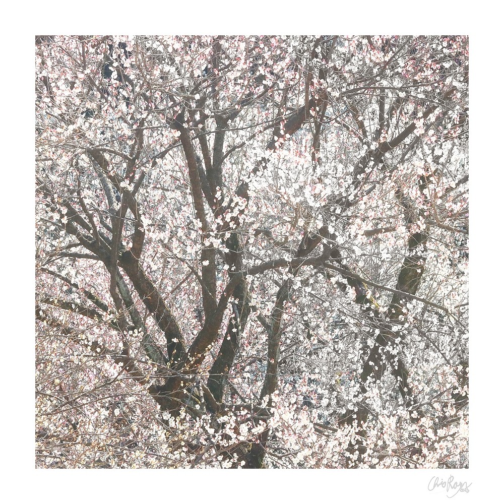 Snowstorm of Dreams: White Plum Blossom Art Print