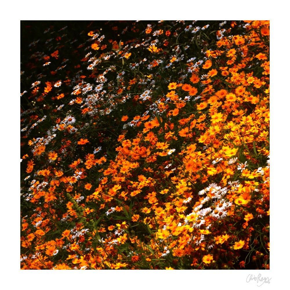 Spirit of the Suns: Orange Marigold Art Print