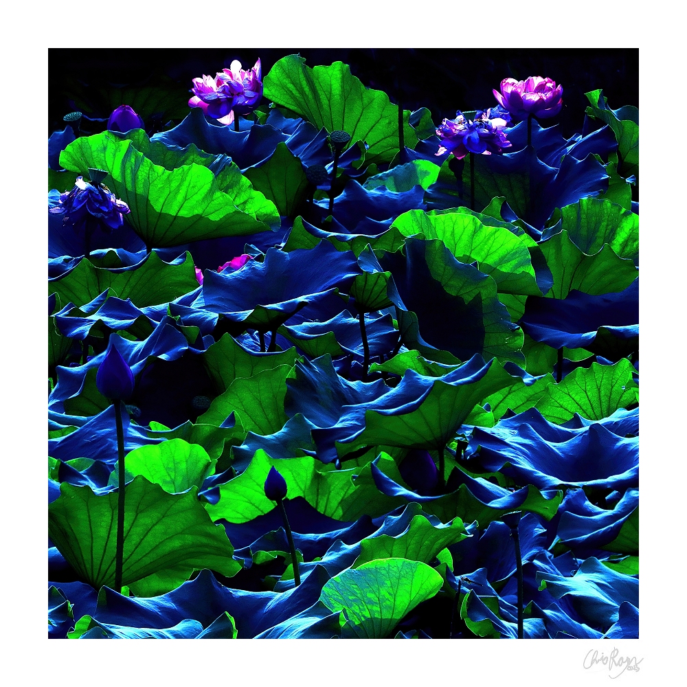Stormy Sea: Blue Green Lotus Art Print