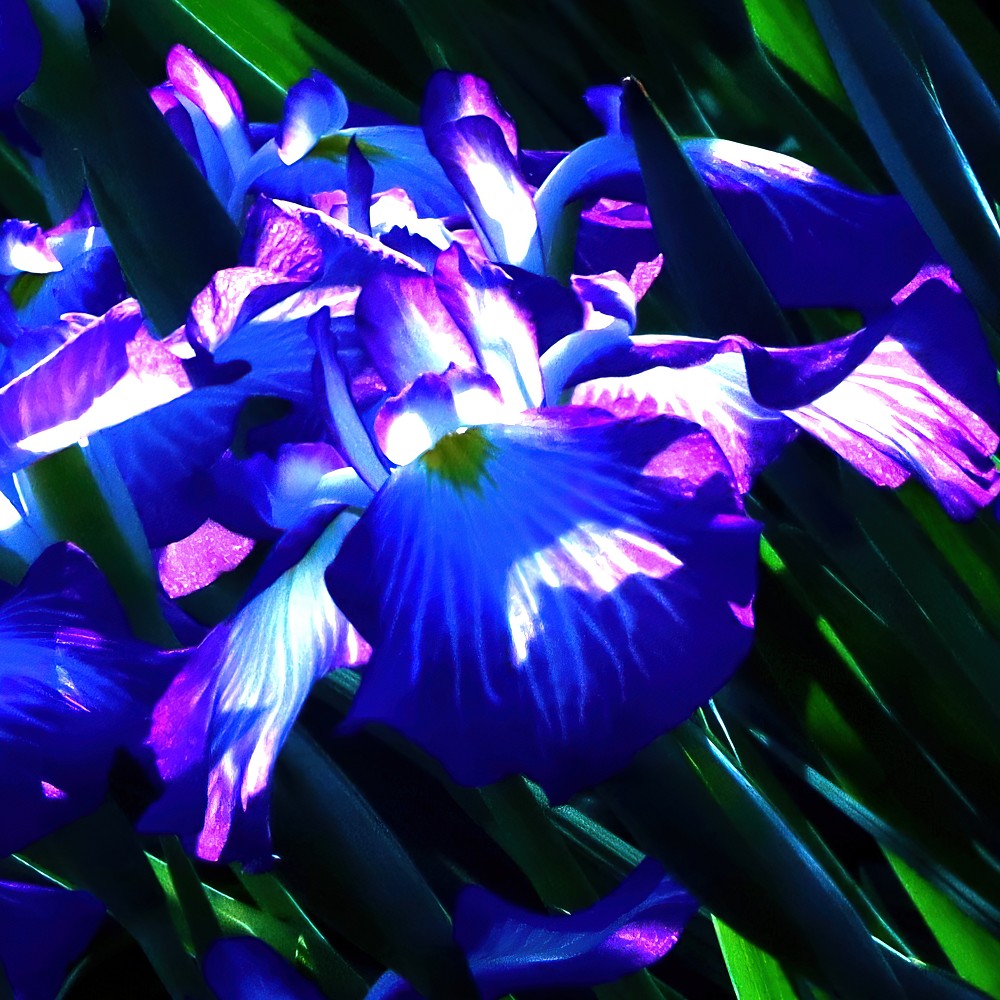 Swarming Encounter: Purple Water Iris Art Print - Image 3
