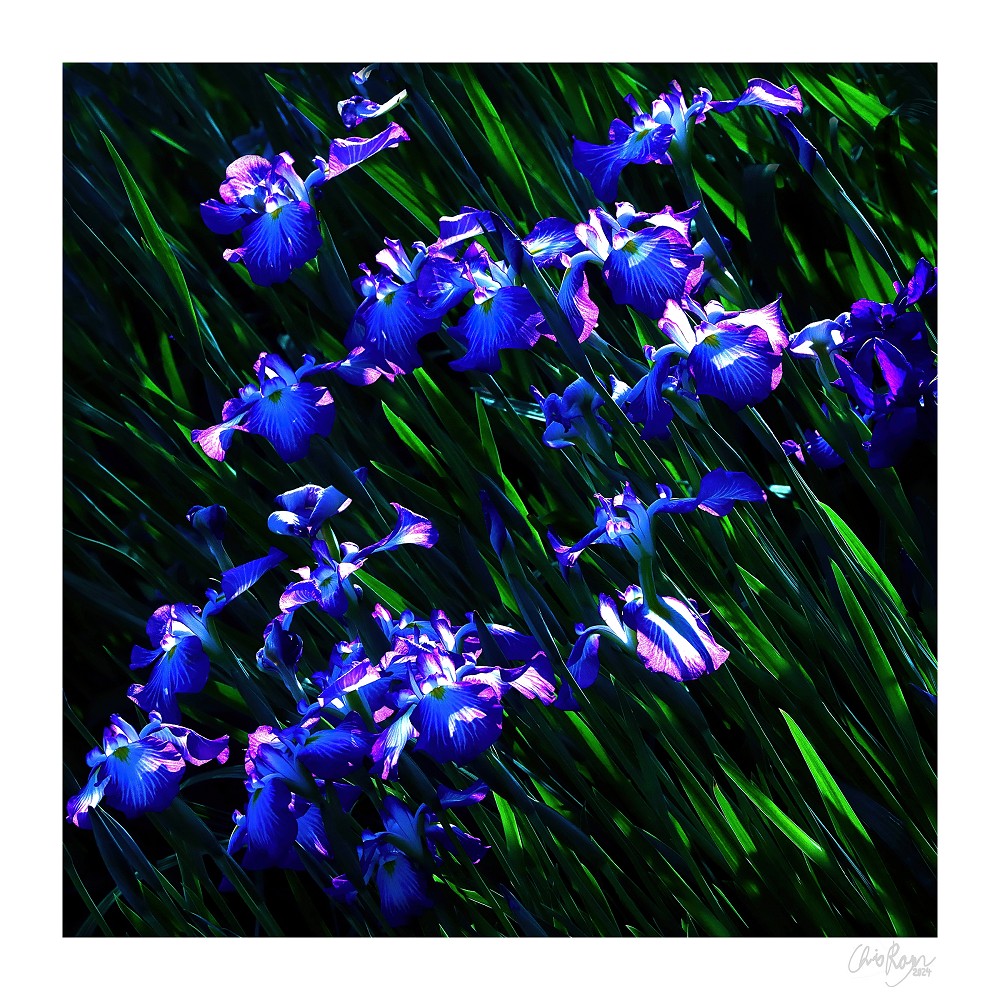 Swarming Encounter: Purple Water Iris Art Print