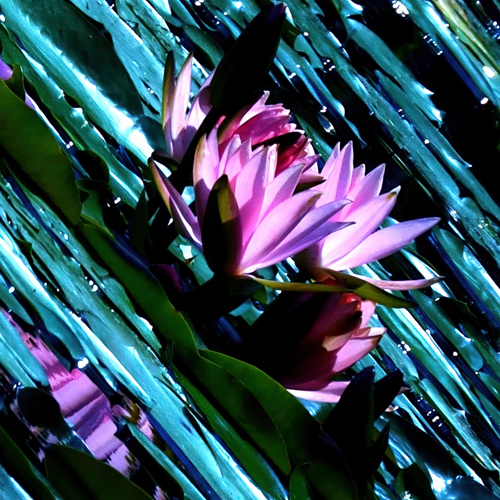 Jewel of the Sea: Emerald Green Water Lily Art Print - Image 3