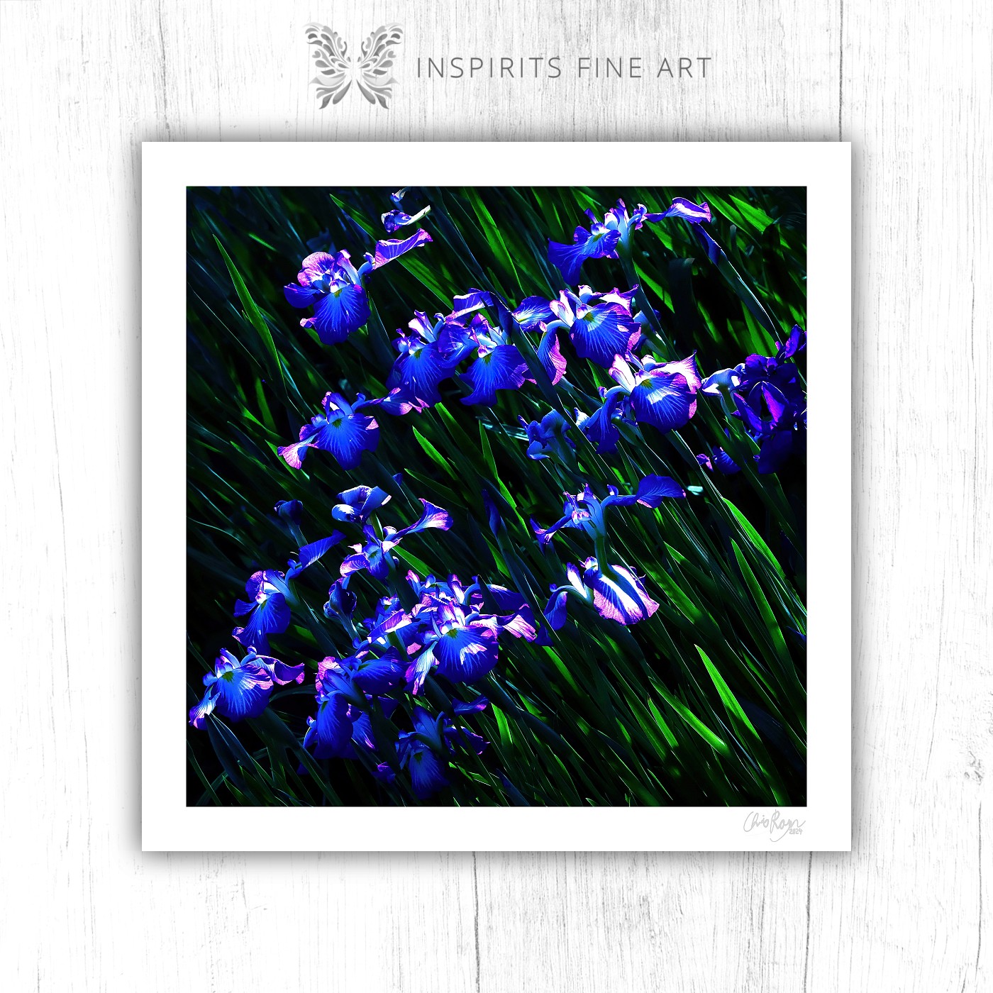 Swarming Encounter: Purple Water Iris Art Print - Image 2