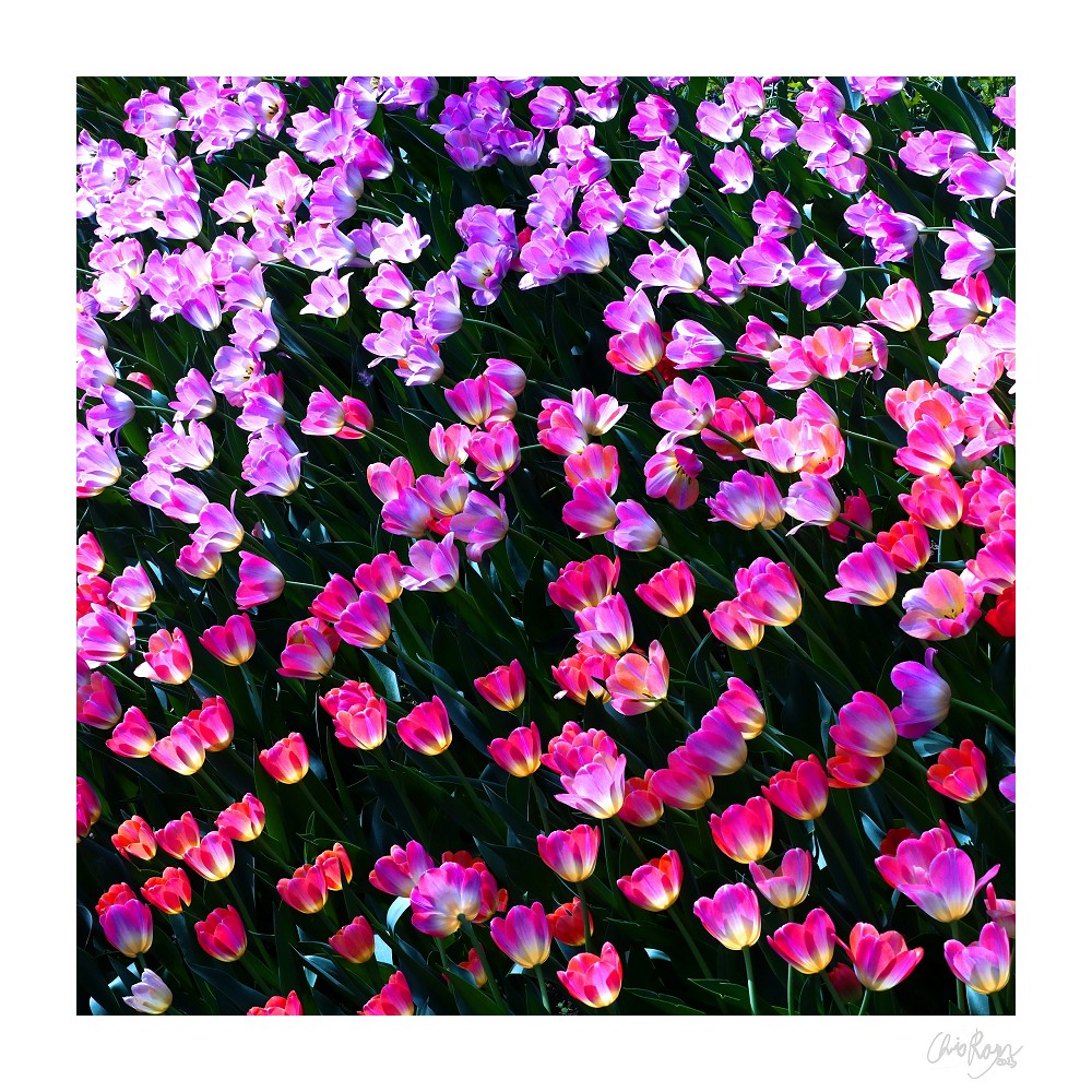 Chorus of Color: Rainbow Tulips Art Print