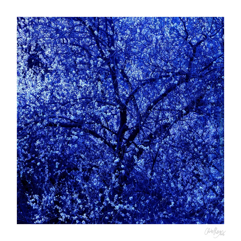 Galaxy of Light: White Peach Blossom Night Art Print