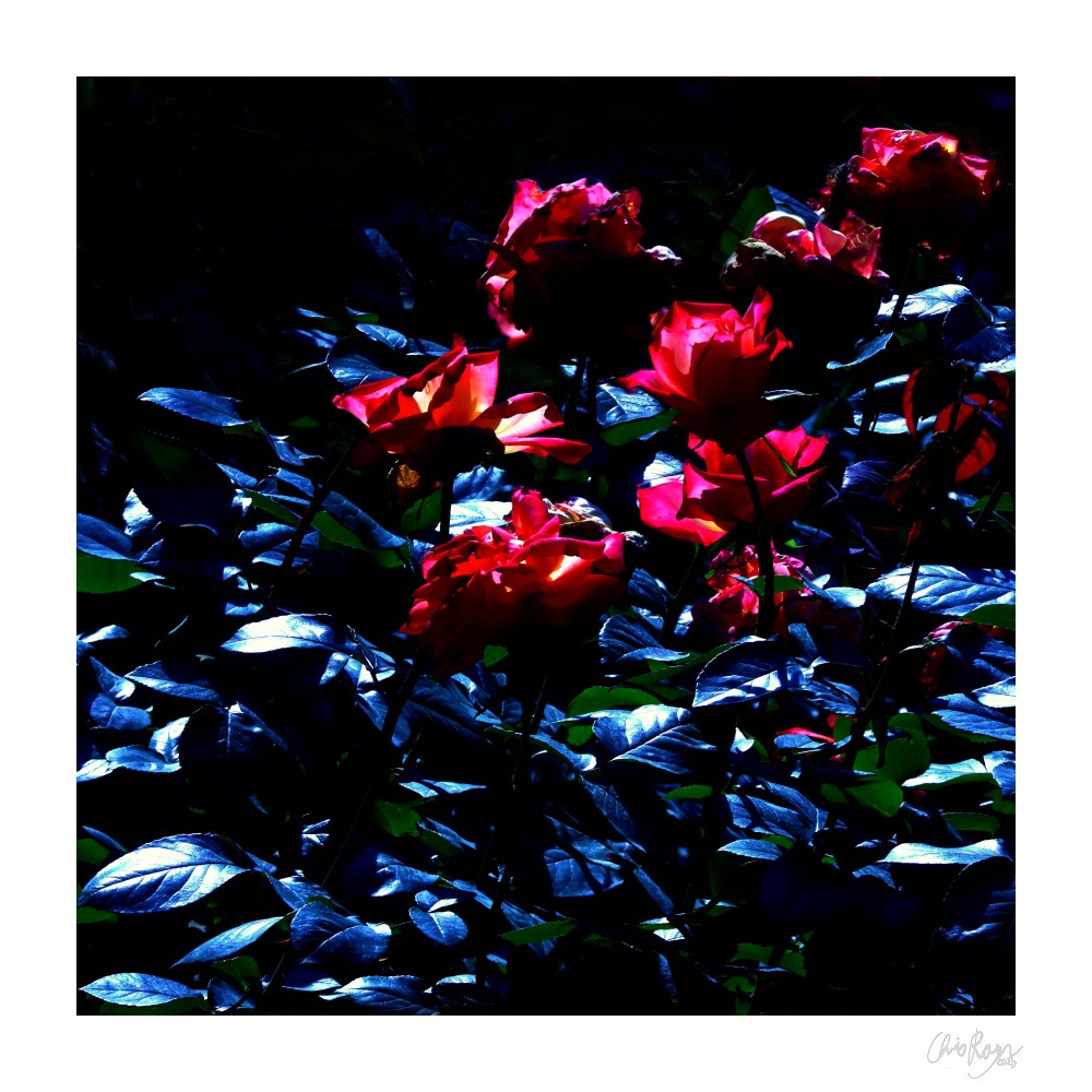 Last Dance: Red Roses Dark Floral Art Print