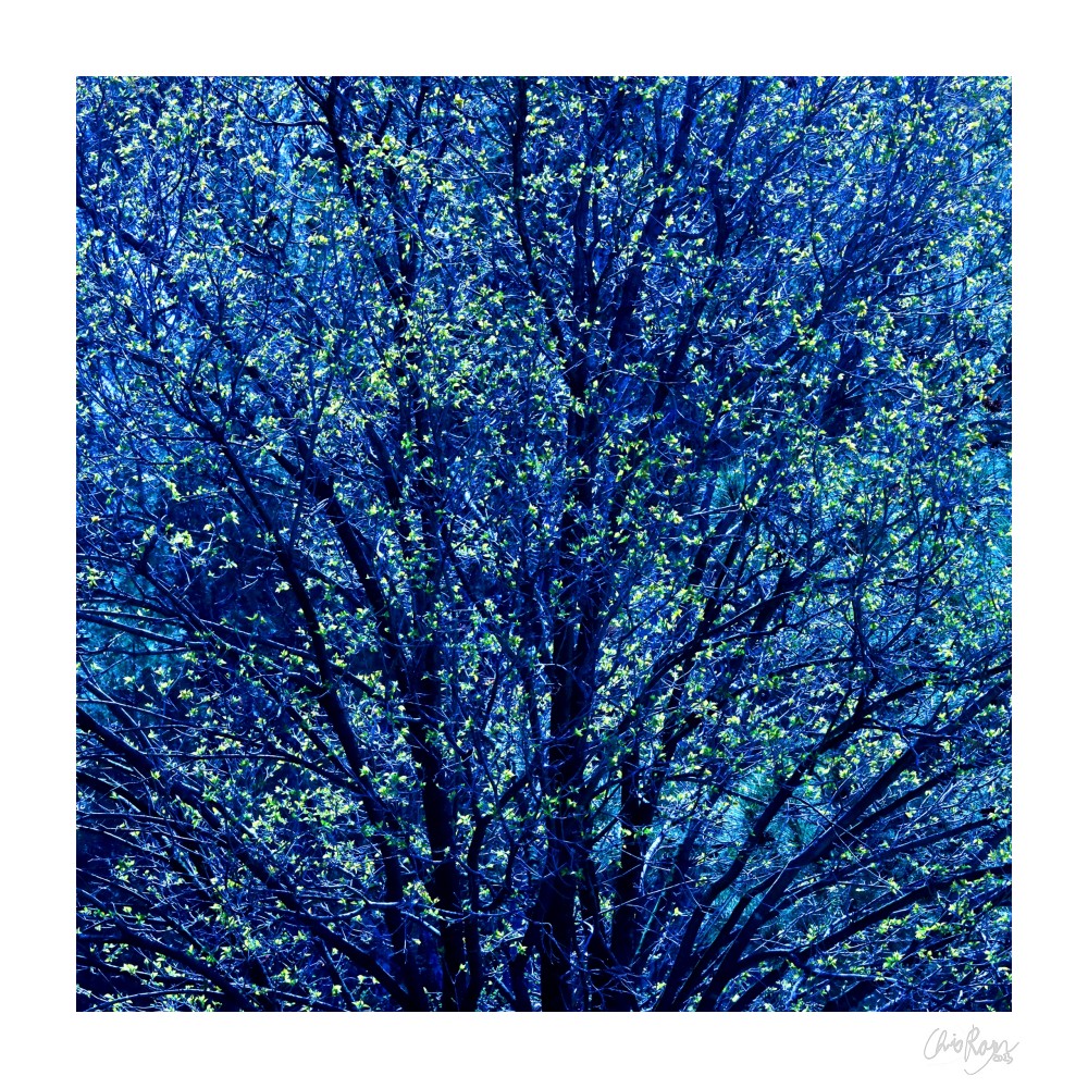 Rebirth: Spring Tree Art Print