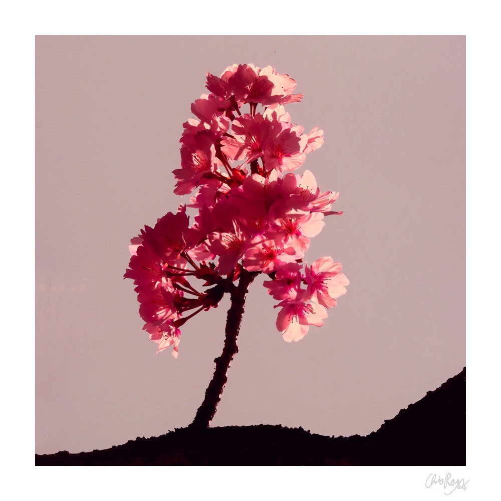 Sakura Hills: Pink Cherry Blossom Tree Art Print