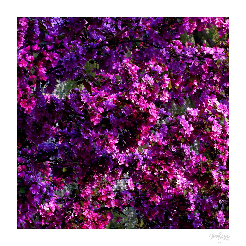 Wheel of Fortune: Red Crabapple Blossom Art Print