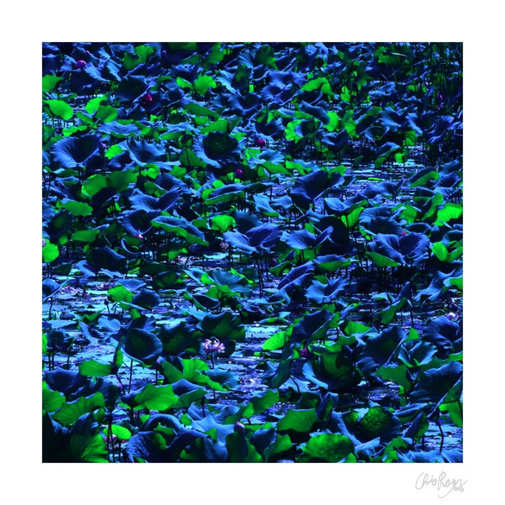The Siren's Silent Call: Lotus Pond Art Print