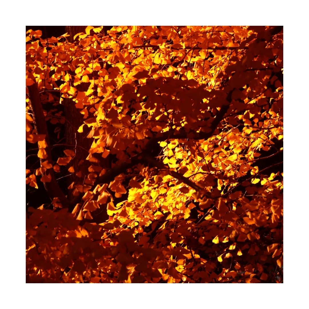 Golden Stream: Yellow Ginkgo Art Print
