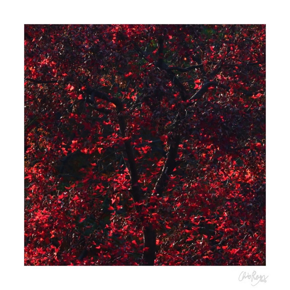 Velvet Fireflies: Dark Autumnal Art Print