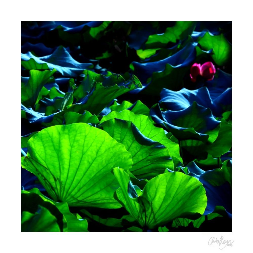 Guardians of the Ethereal: Green Lotus Leaf Art Print