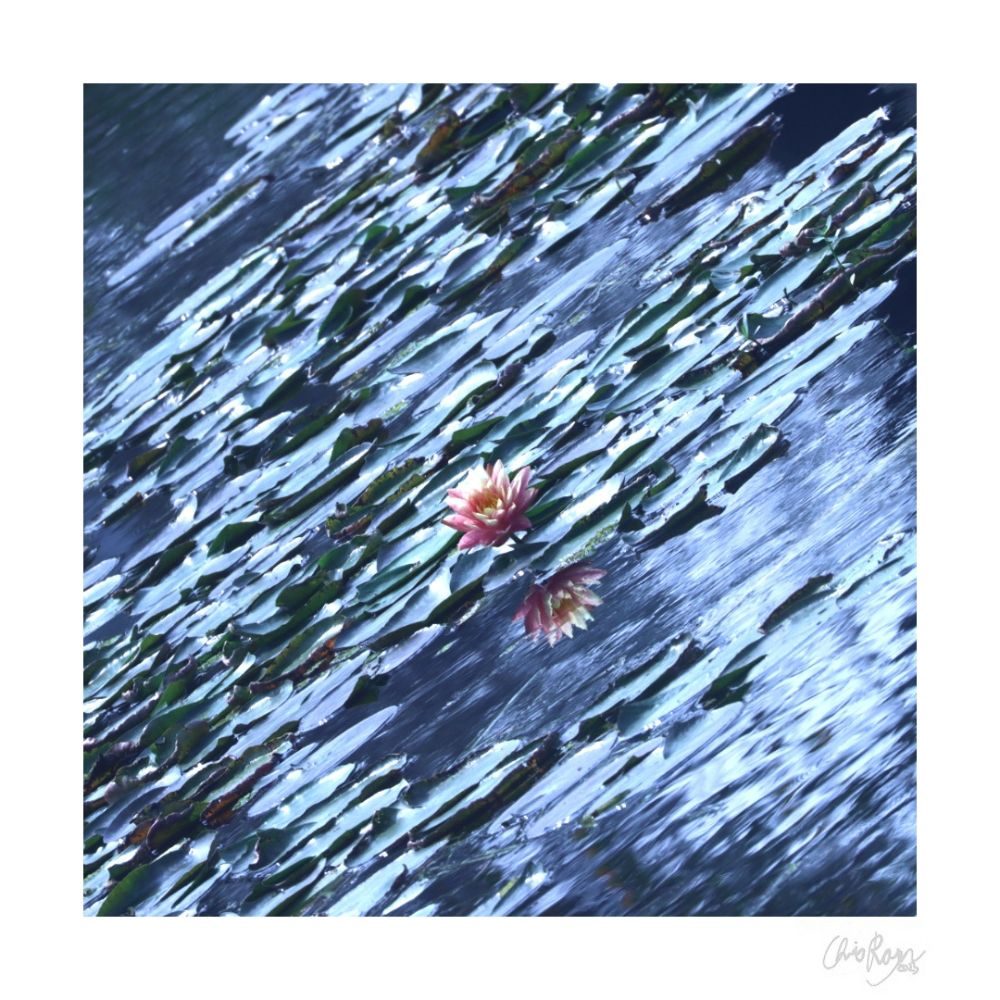 The Fairest of Them All: Water Lily Pond Art Print