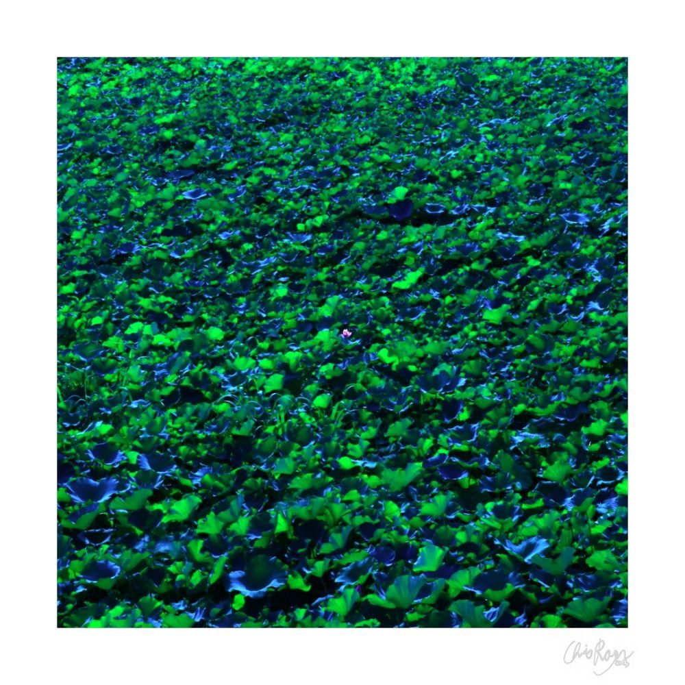 Solitude of One: Jade Green Art Print Lotus