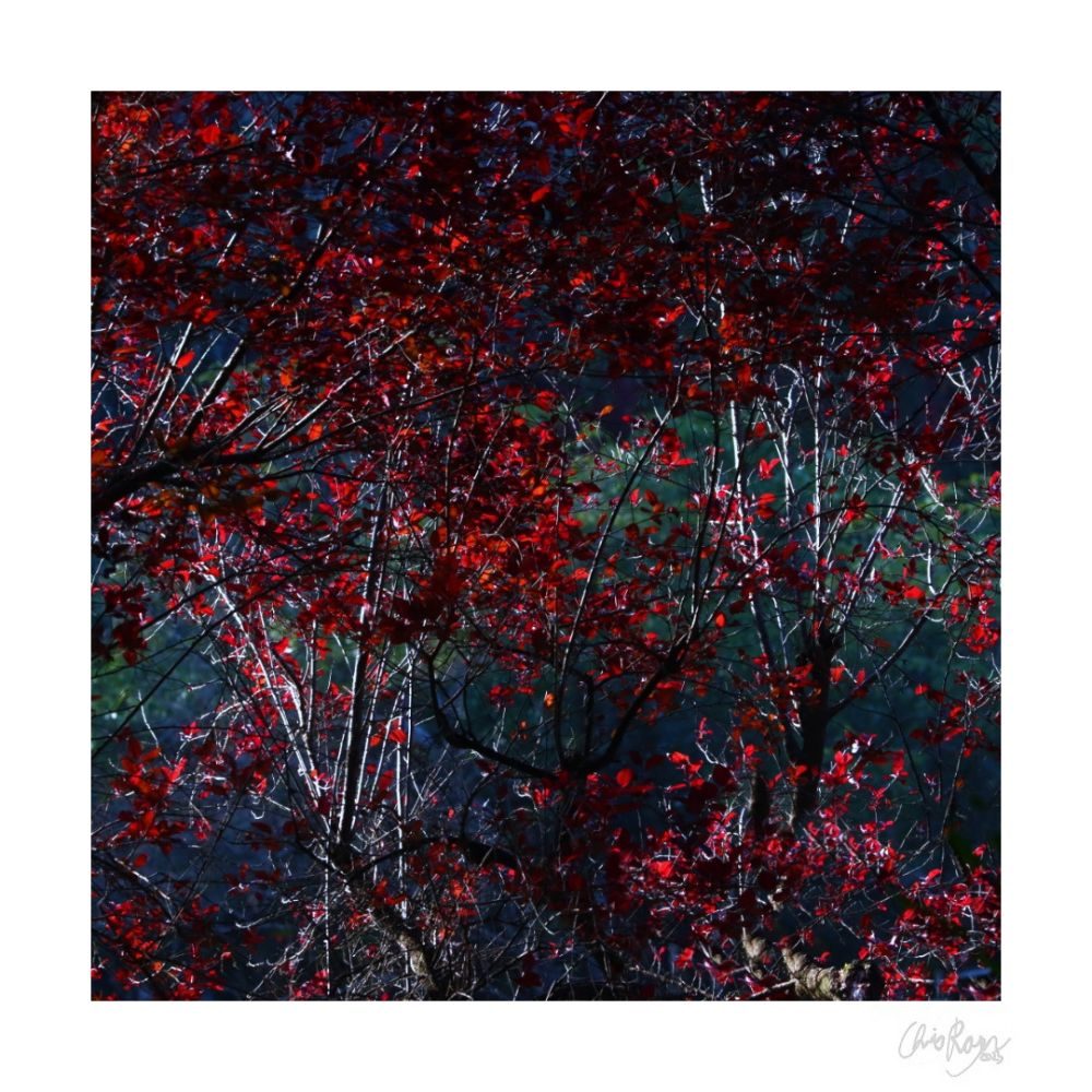 Crimson Soul: Gothic Art Print