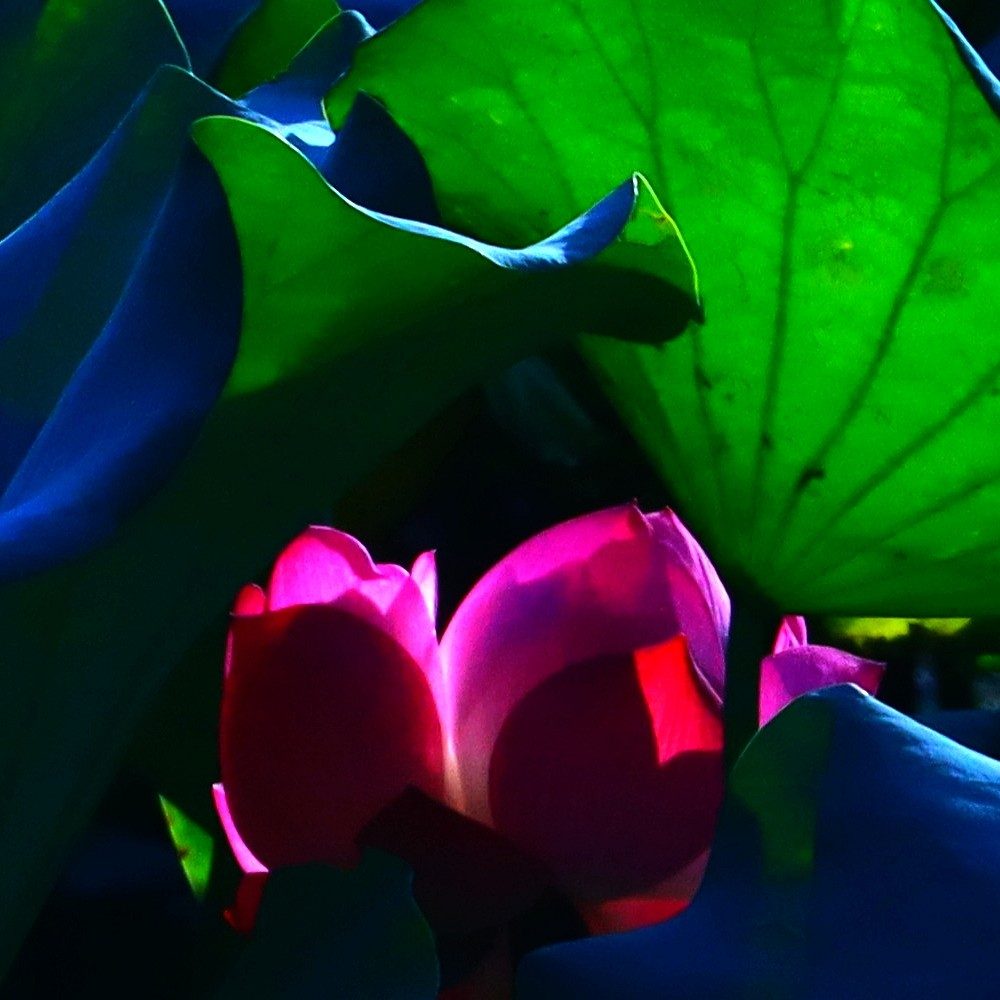 Guardians of the Ethereal: Green Lotus Leaf Art Print - Image 2