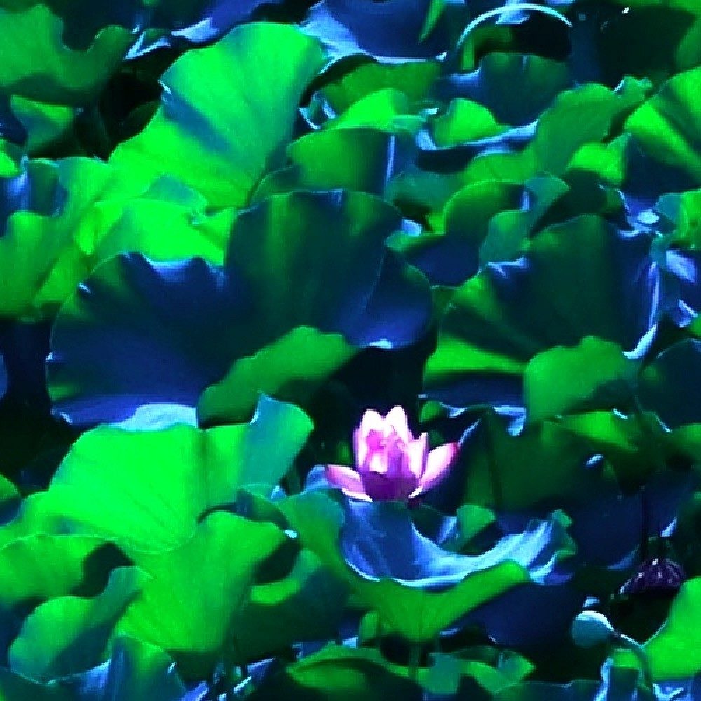 Transitions: Lotus Pattern Art Print - Image 2