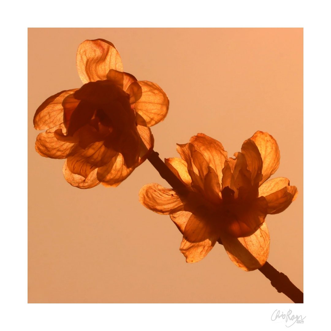 Winter's Honey: Yellow Winter Blossom Art Print
