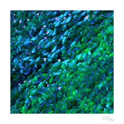 Transitions: Lotus Pattern Art Print