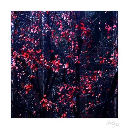 Winter's Valentine: Romantic Art Print