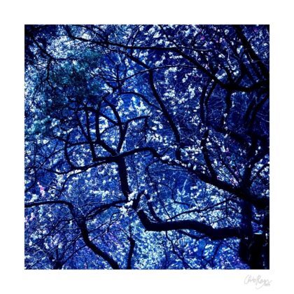 The Stars Above: Plum Blossom Starry Night Art Print