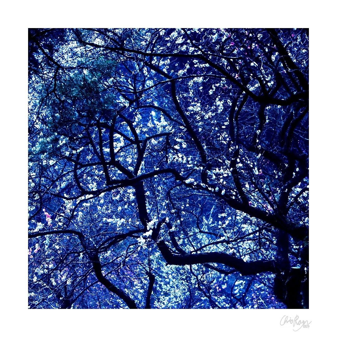 The Stars Above: Plum Blossom Starry Night Art Print