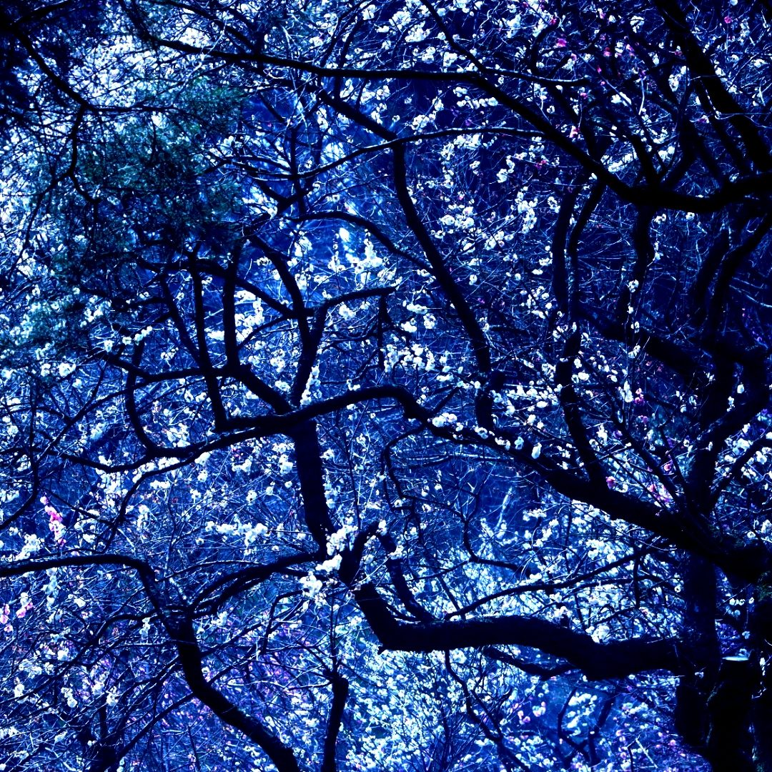 The Stars Above: Plum Blossom Starry Night Art Print - Image 2