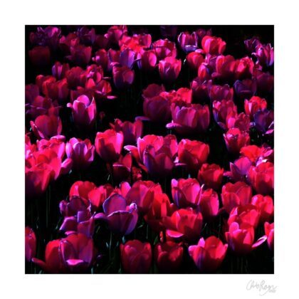 All Our Sisters: Red Tulip Art Print