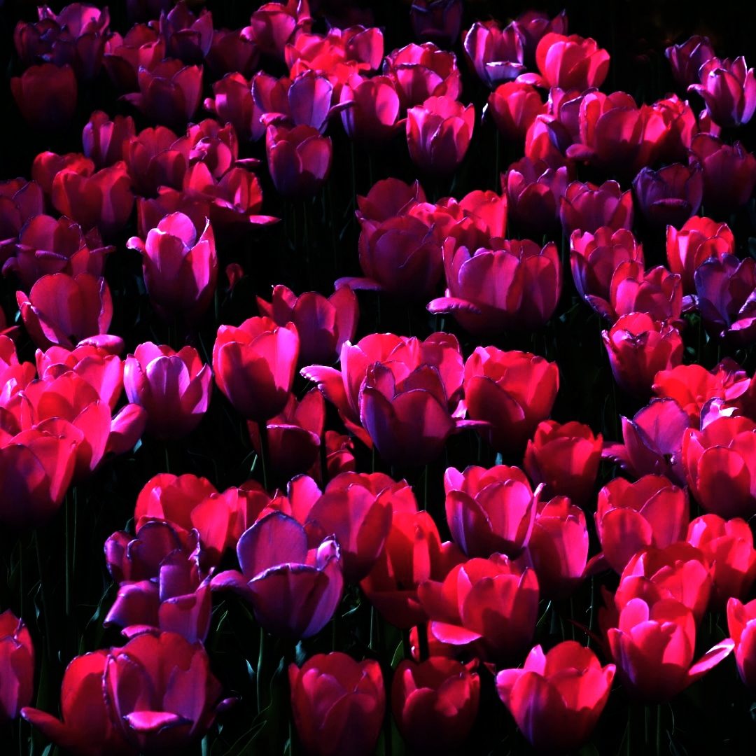 All Our Sisters: Red Tulip Art Print - Image 2