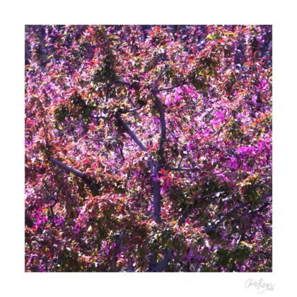 Gone with the Wind: Blush Pink Apple Blossom Art Print