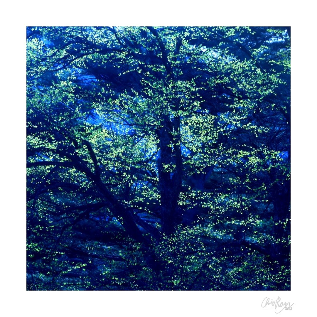 Seeds of Life: Pointillist Tree Art Print
