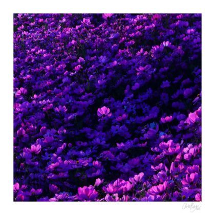The Space Between Us: Purple Cosmos Art Print