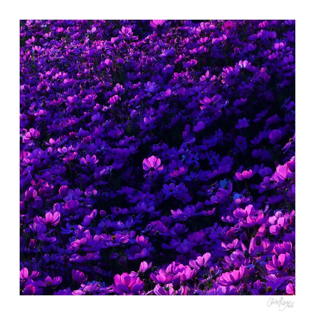 The Space Between Us: Purple Cosmos Art Print