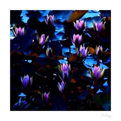 Fading Into the Light: Purple Water LIly Art Print