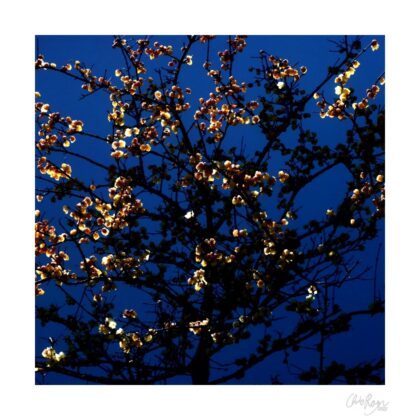 Beauty in the Shadows: Blue and Gold Art Print
