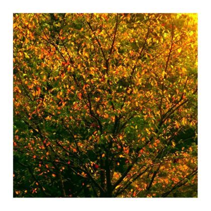 Sic Trans:  Golden Yellow and Olive Green Fall Tree Art Print