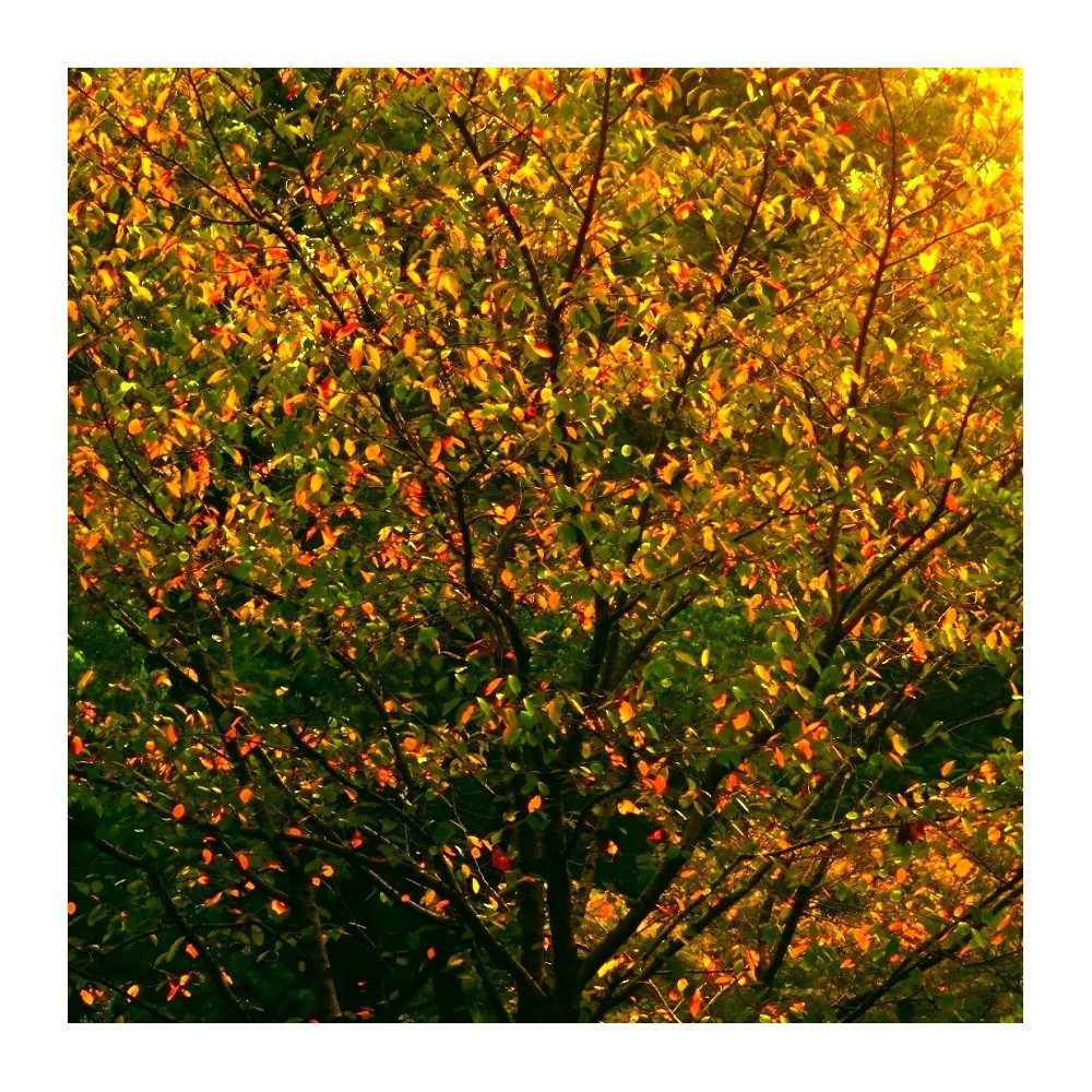 Sic Trans: Golden Yellow and Olive Green Fall Tree Art Print